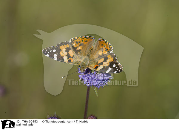 painted lady / THA-05453