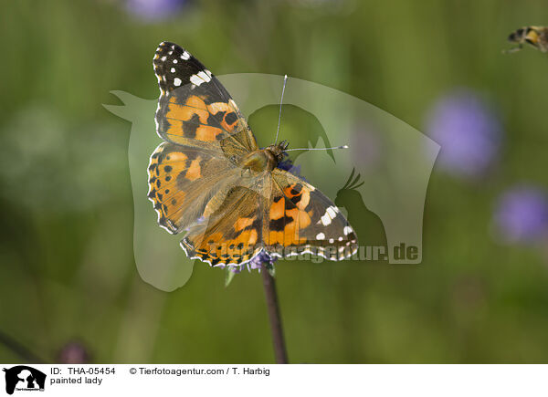 painted lady / THA-05454