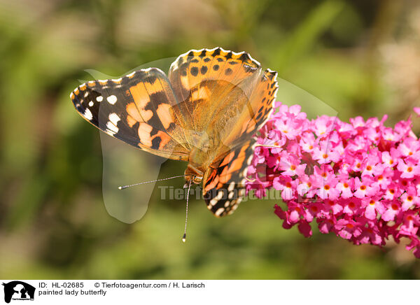 painted lady butterfly / HL-02685
