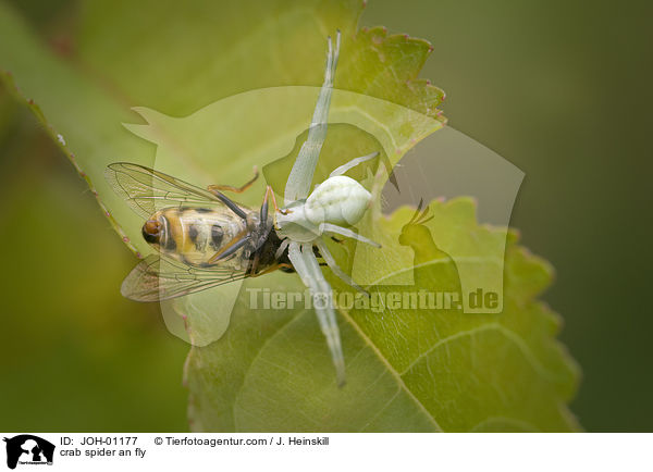 crab spider an fly / JOH-01177