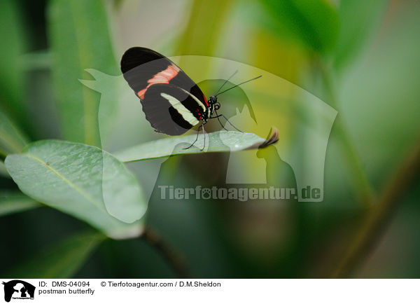 Kleiner Kurier / postman butterfly / DMS-04094