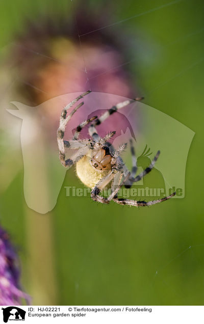 European garden spider / HJ-02221