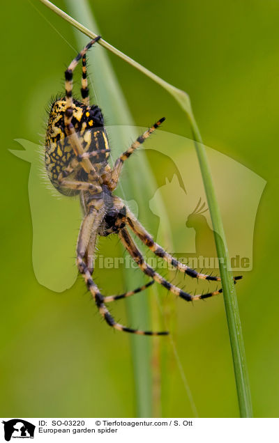 Garten-Kreuzspinne / European garden spider / SO-03220