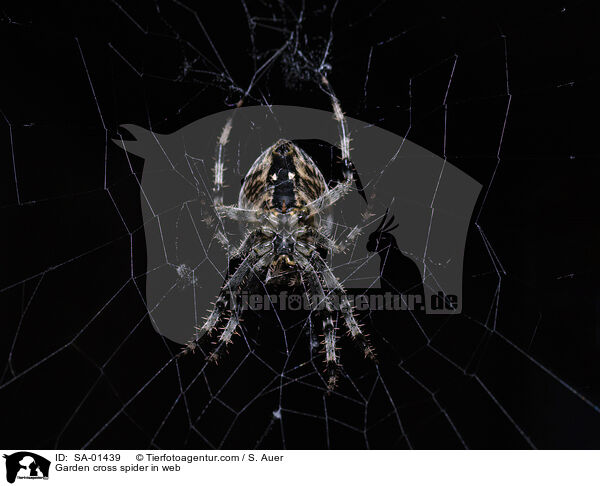 Gartenkreuzspinne im Netz / Garden cross spider in web / SA-01439