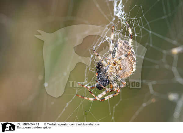 Garten-Kreuzspinnen / European garden spider / MBS-24481