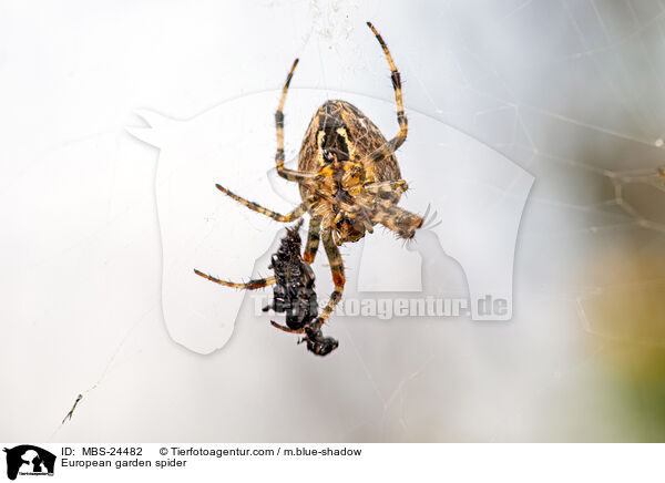 Garten-Kreuzspinnen / European garden spider / MBS-24482