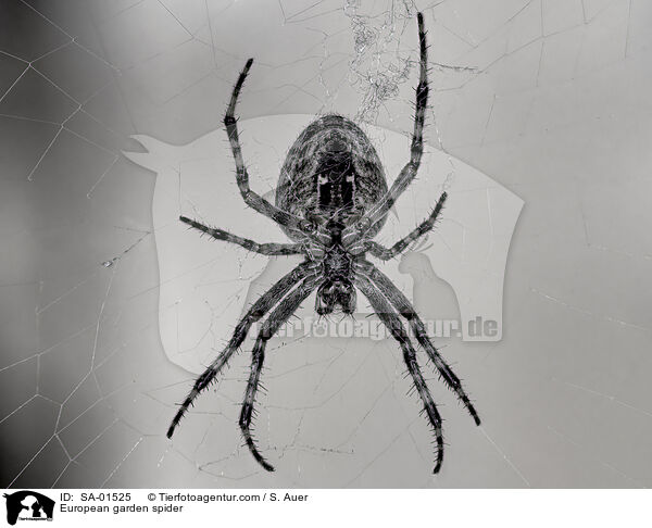 Garten-Kreuzspinne / European garden spider / SA-01525