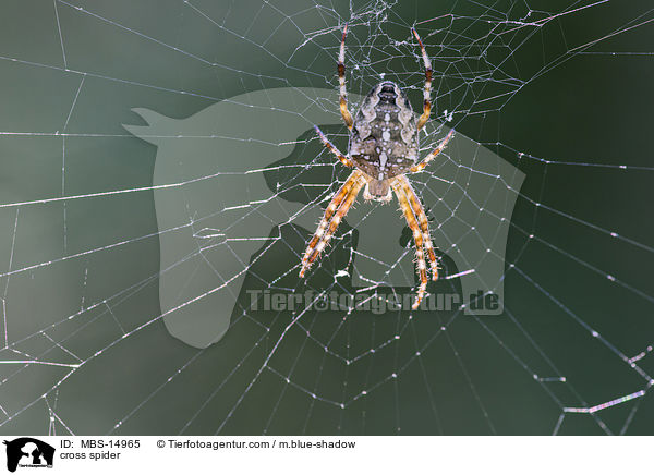 cross spider / MBS-14965