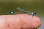 damselfly