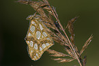 brush-footed butterfly