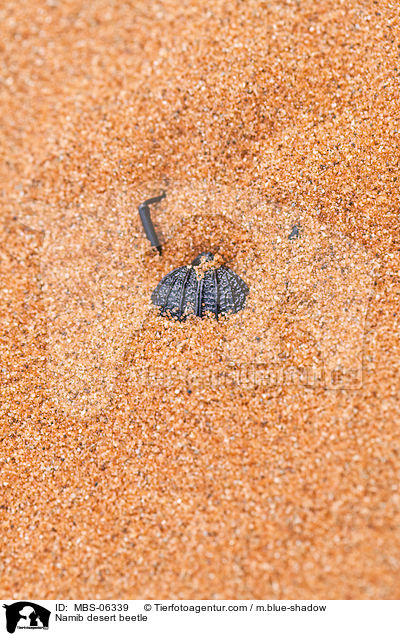 Nebeltrinker-Kfer / Namib desert beetle / MBS-06339