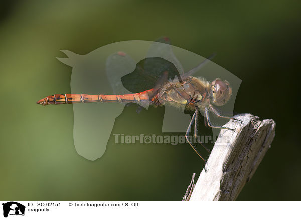 dragonfly / SO-02151