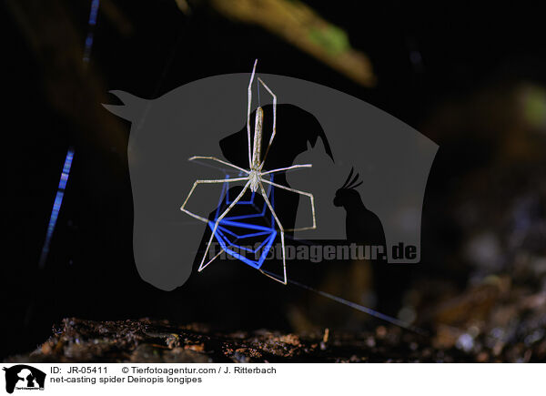 Echte Webspinne Deinopis longipes / net-casting spider Deinopis longipes / JR-05411