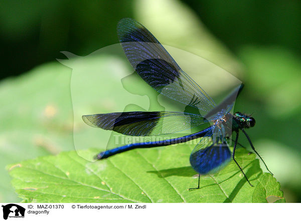 Libelle / dragonfly / MAZ-01370