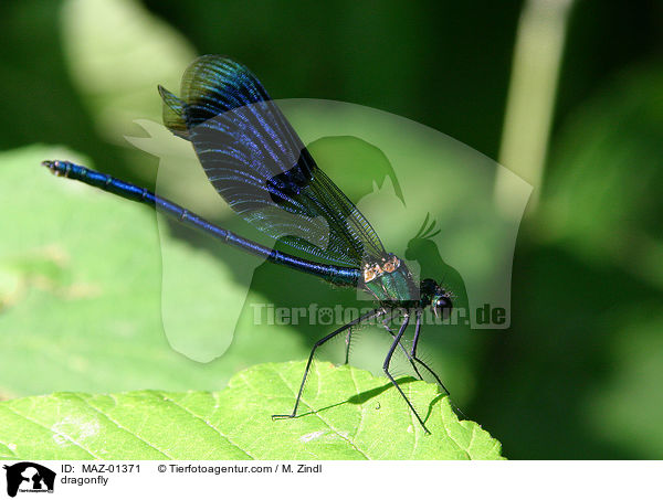 Libelle / dragonfly / MAZ-01371