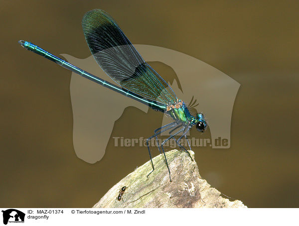 Libelle / dragonfly / MAZ-01374