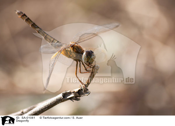 Dragonfly / SA-01081