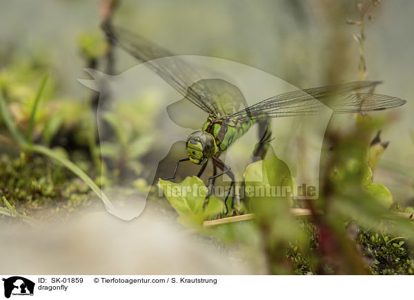 dragonfly / SK-01859
