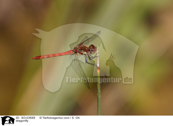 dragonfly / SO-03699