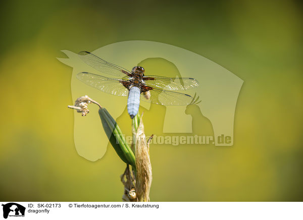 dragonfly / SK-02173