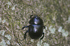 dorbeetle