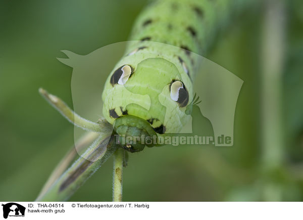 Mittlerer Weinschwrmer Raupe / hawk-moth grub / THA-04514