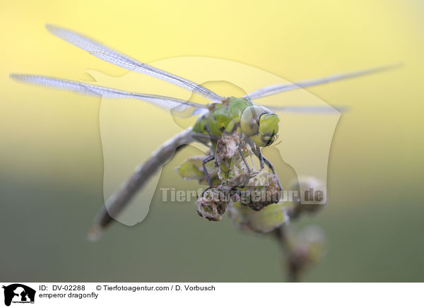 Groe Knigslibelle / emperor dragonfly / DV-02288