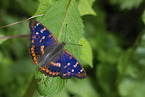 lesser purple emperor