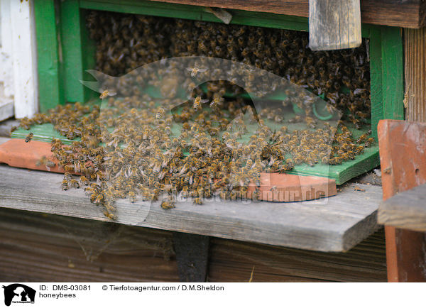 honeybees / DMS-03081