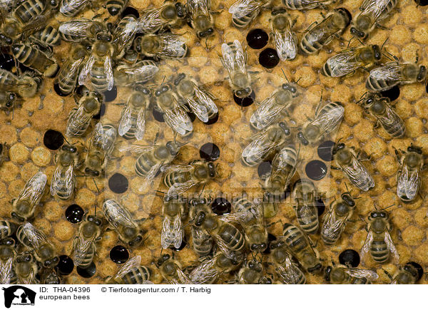 european bees / THA-04396