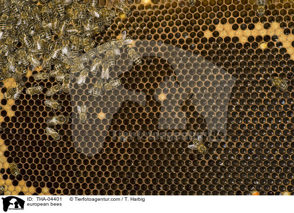 european bees / THA-04401