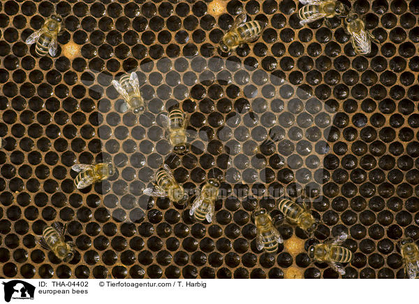 european bees / THA-04402