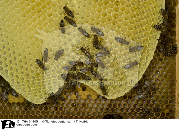 european bees / THA-04405