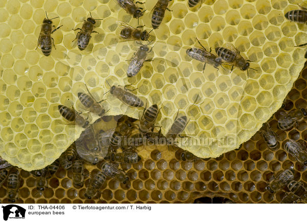 european bees / THA-04406