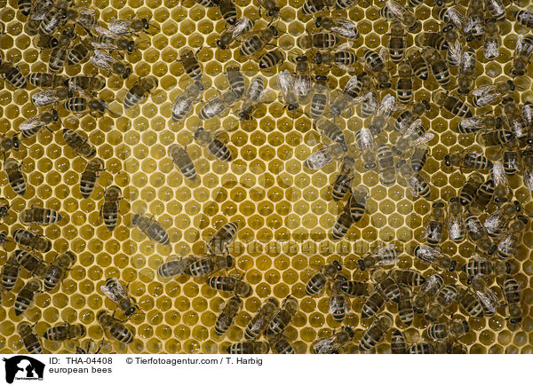 european bees / THA-04408