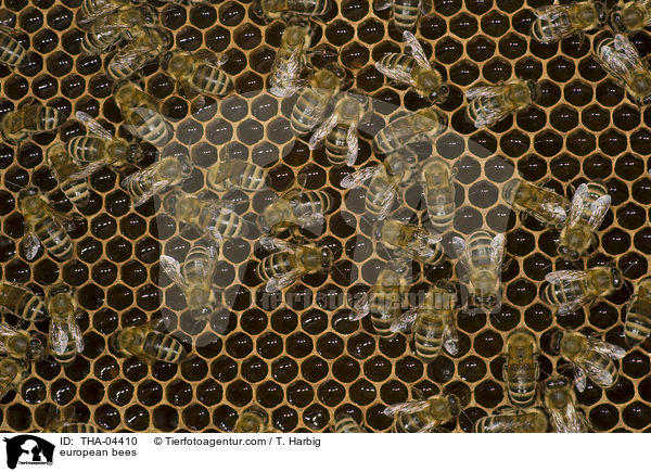 european bees / THA-04410