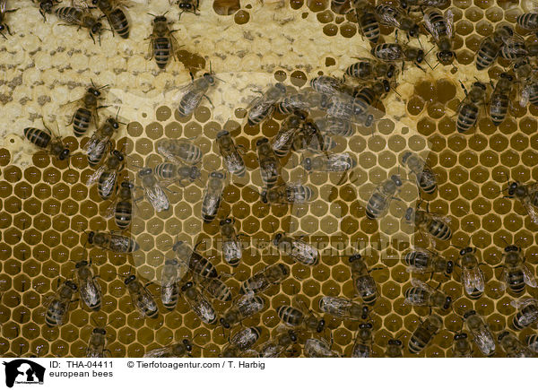 european bees / THA-04411
