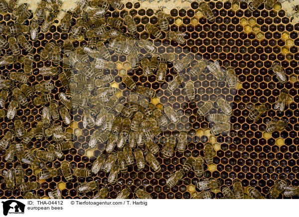 european bees / THA-04412
