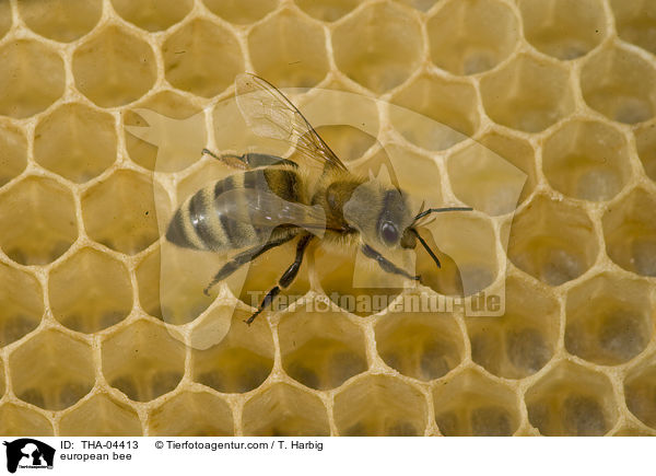 european bee / THA-04413