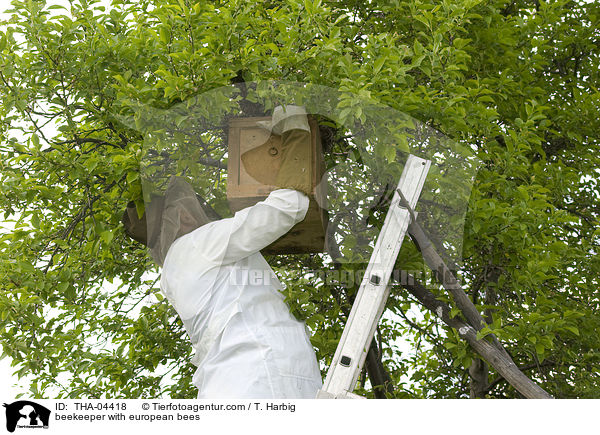 beekeeper with european bees / THA-04418