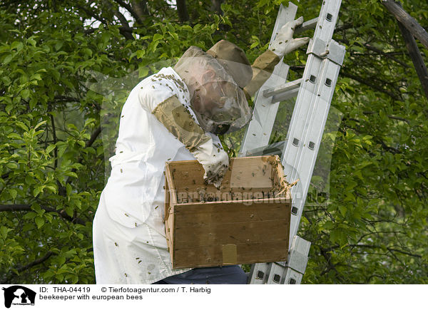 beekeeper with european bees / THA-04419