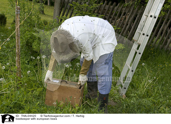 beekeeper with european bees / THA-04420