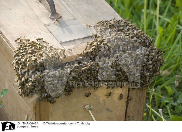 european bees / THA-04421