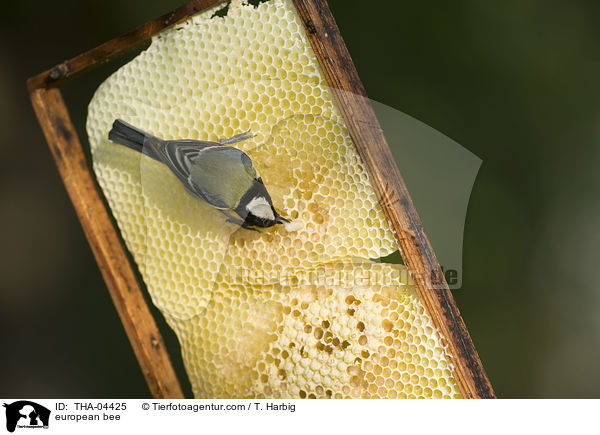 european bee / THA-04425