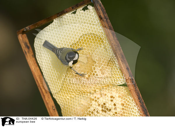european bee / THA-04426