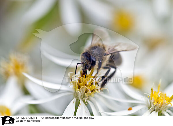 western honeybee / MBS-08314
