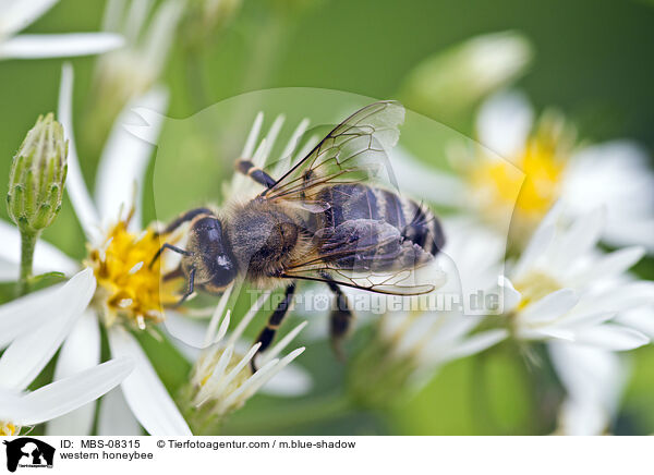 western honeybee / MBS-08315
