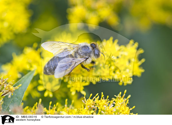 western honeybee / MBS-08316