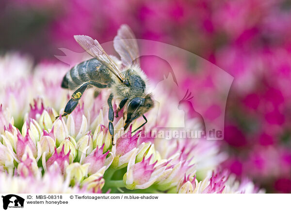 western honeybee / MBS-08318