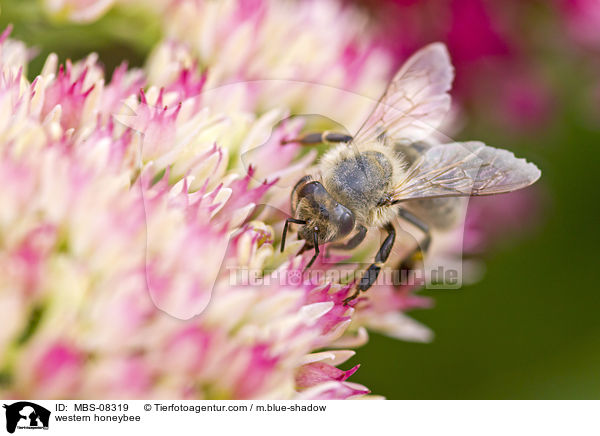 western honeybee / MBS-08319